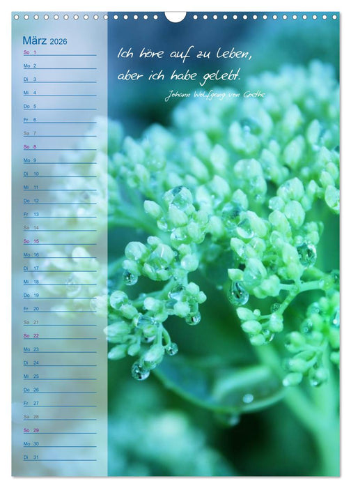Blumen & Zitate / Geburtstagskalender (CALVENDO Wandkalender 2026)