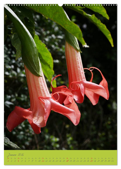 Brugmansia & Datura - Exotische Schönheiten (CALVENDO Wandkalender 2026)