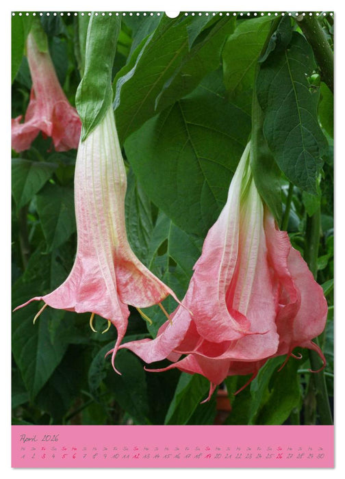 Brugmansia & Datura - Exotische Schönheiten (CALVENDO Wandkalender 2026)