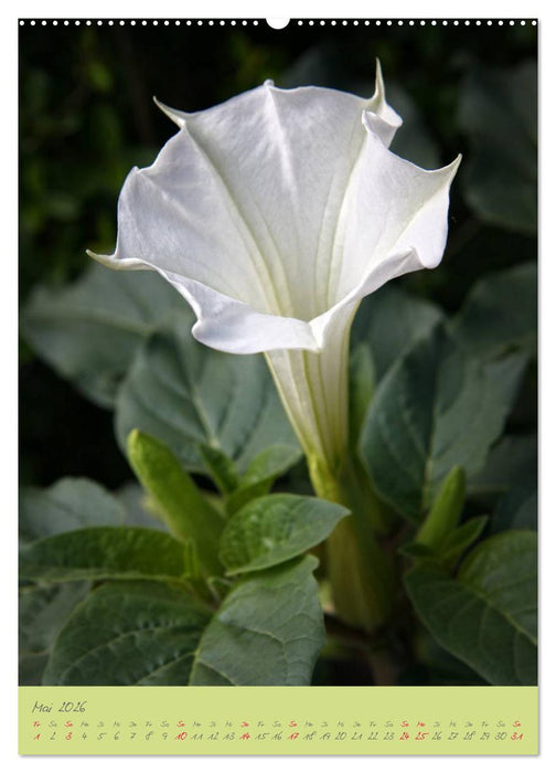 Brugmansia & Datura - Exotische Schönheiten (CALVENDO Wandkalender 2026)