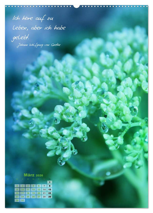 Blumen & Zitate (CALVENDO Premium Wandkalender 2026)