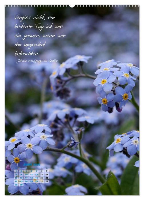 Blumen & Zitate (CALVENDO Premium Wandkalender 2026)