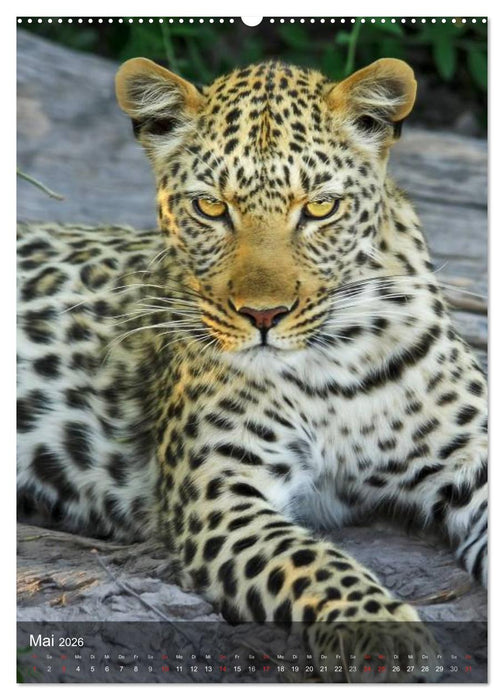 Großkatzen. Raubkatzengesichter (CALVENDO Premium Wandkalender 2026)