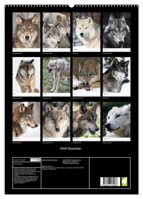 Wolf-Gesichter (CALVENDO Premium Wandkalender 2026)