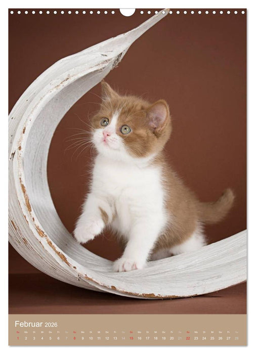 Britisch Kurzhaar Katzenkalender (CALVENDO Wandkalender 2026)