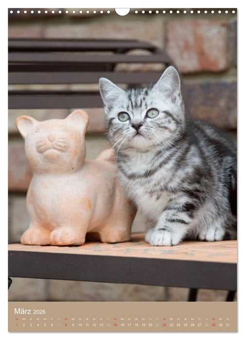 Britisch Kurzhaar Katzenkalender (CALVENDO Wandkalender 2026)