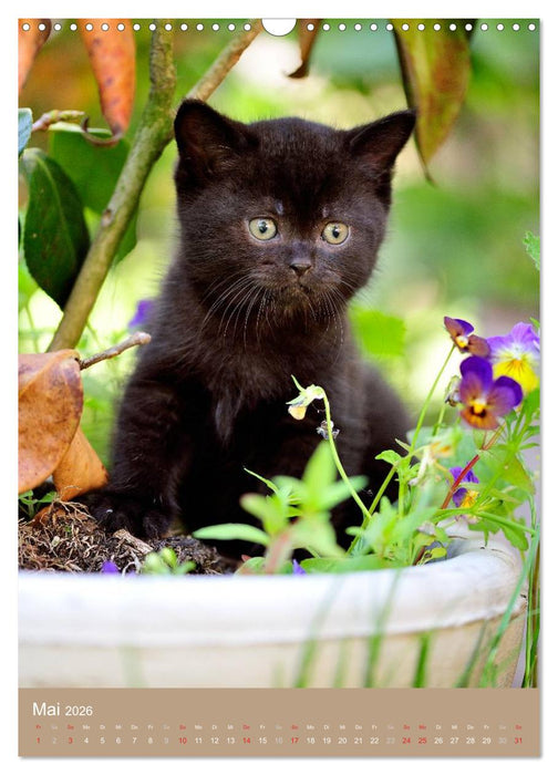 Britisch Kurzhaar Katzenkalender (CALVENDO Wandkalender 2026)