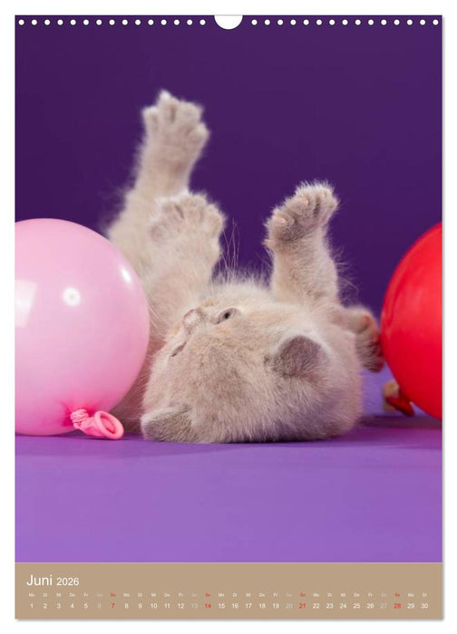 Britisch Kurzhaar Katzenkalender (CALVENDO Wandkalender 2026)