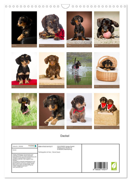 Dackel (CALVENDO Wandkalender 2026)