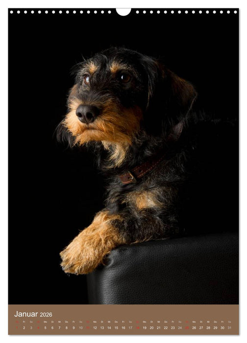 Dackel (CALVENDO Wandkalender 2026)