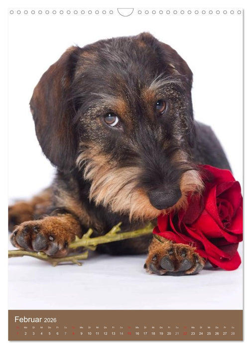 Dackel (CALVENDO Wandkalender 2026)