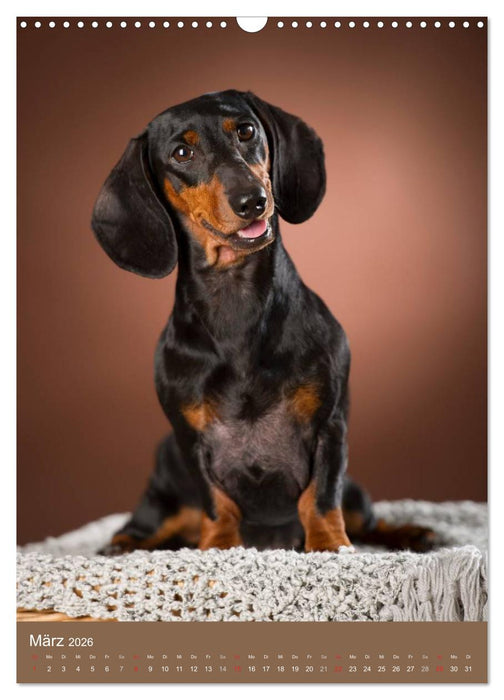 Dackel (CALVENDO Wandkalender 2026)
