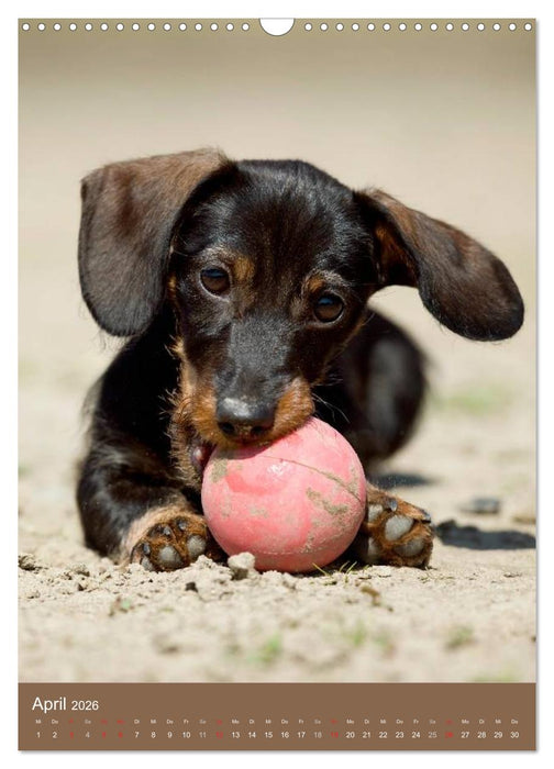 Dackel (CALVENDO Wandkalender 2026)