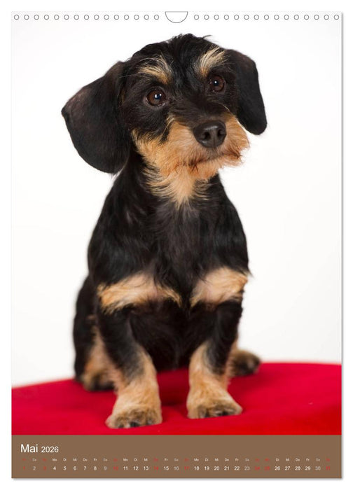 Dackel (CALVENDO Wandkalender 2026)