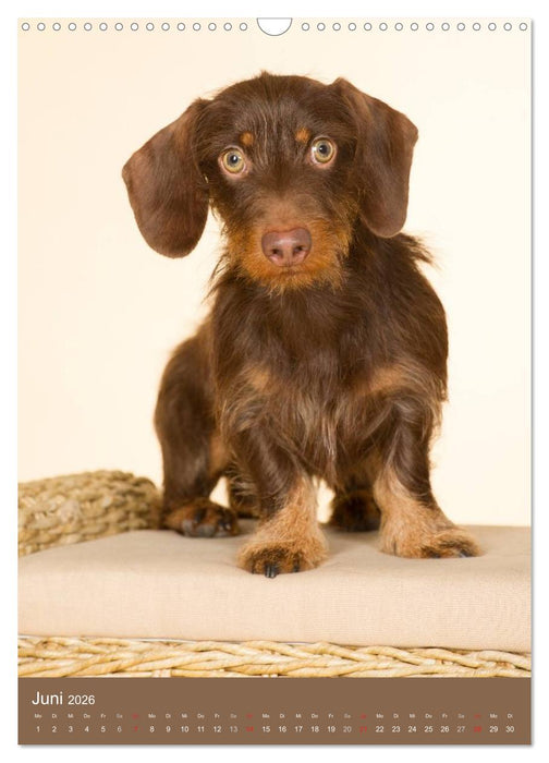 Dackel (CALVENDO Wandkalender 2026)