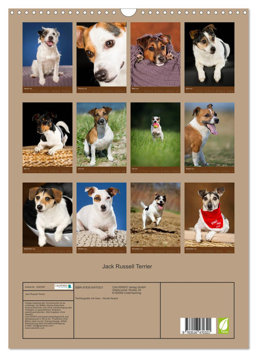 Jack Russell Terrier (CALVENDO Wandkalender 2026)