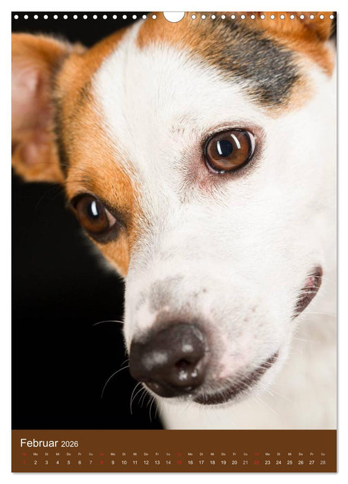 Jack Russell Terrier (CALVENDO Wandkalender 2026)
