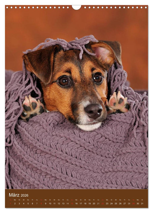 Jack Russell Terrier (CALVENDO Wandkalender 2026)