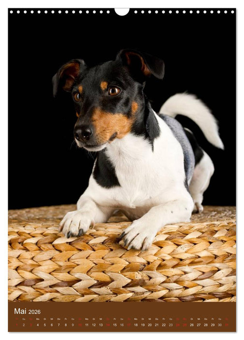 Jack Russell Terrier (CALVENDO Wandkalender 2026)