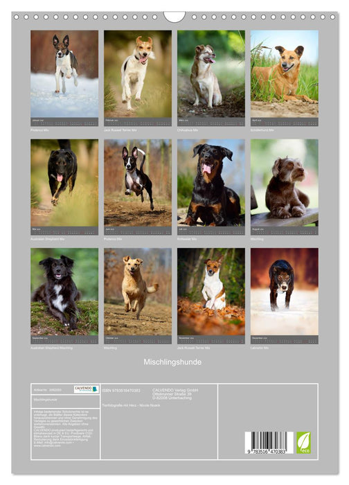 Mischlingshunde (CALVENDO Wandkalender 2026)