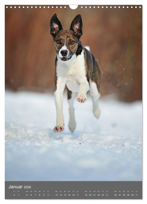 Mischlingshunde (CALVENDO Wandkalender 2026)