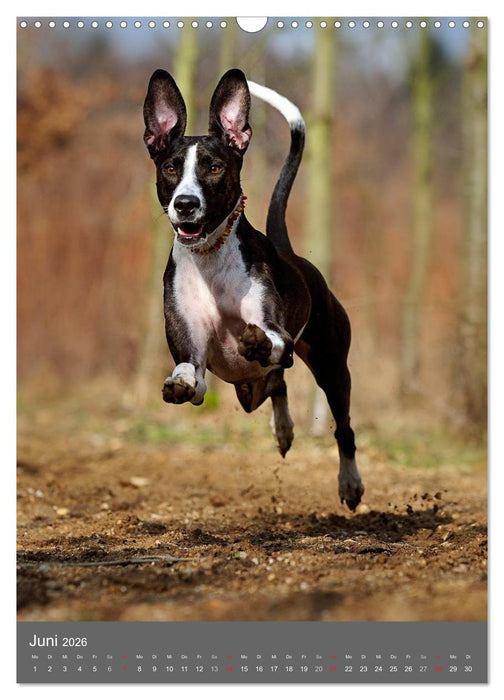 Mischlingshunde (CALVENDO Wandkalender 2026)