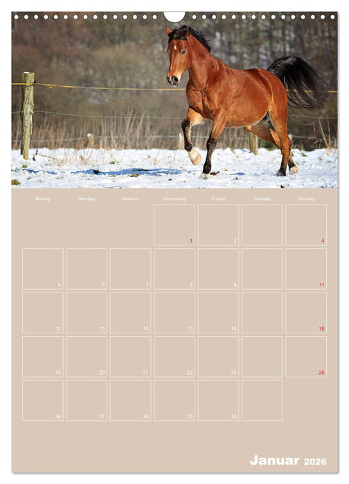 Pferde / Planer (CALVENDO Wandkalender 2026)