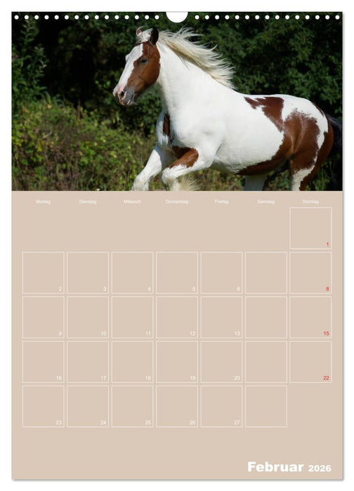 Pferde / Planer (CALVENDO Wandkalender 2026)