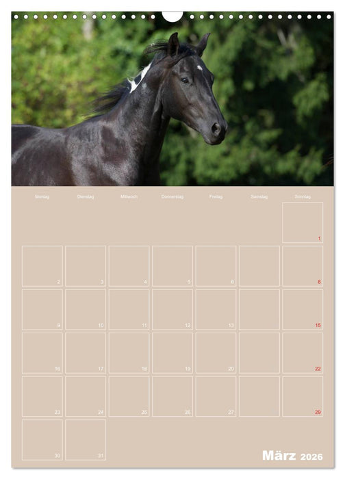 Pferde / Planer (CALVENDO Wandkalender 2026)