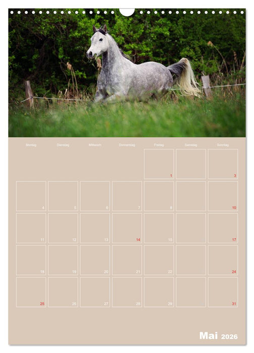Pferde / Planer (CALVENDO Wandkalender 2026)