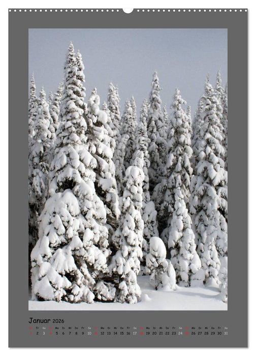 BÄUME (CALVENDO Wandkalender 2026)