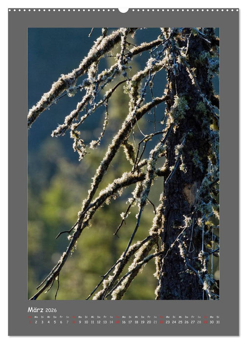 BÄUME (CALVENDO Wandkalender 2026)