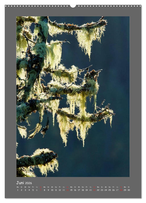 BÄUME (CALVENDO Wandkalender 2026)