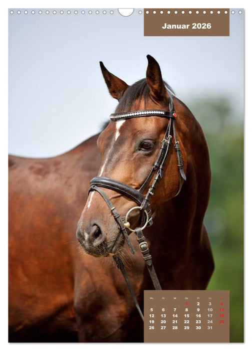 Pferdekalender (CALVENDO Wandkalender 2026)