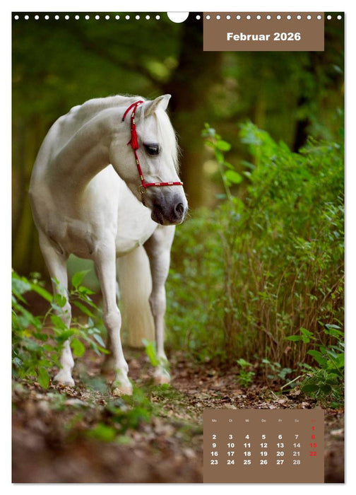 Pferdekalender (CALVENDO Wandkalender 2026)