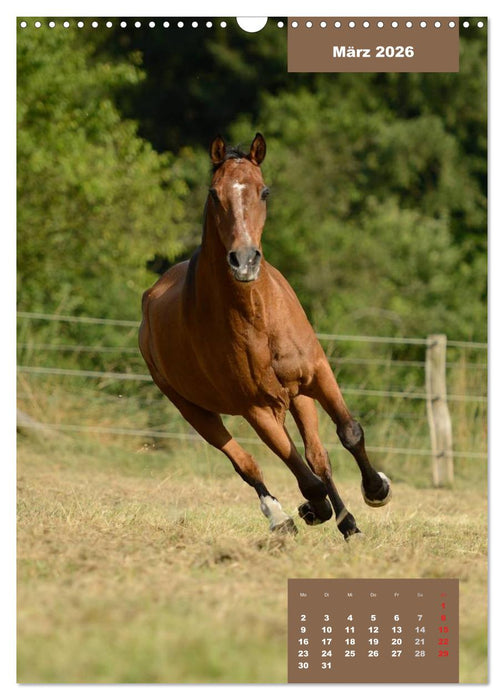 Pferdekalender (CALVENDO Wandkalender 2026)