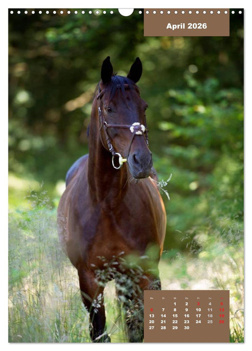 Pferdekalender (CALVENDO Wandkalender 2026)
