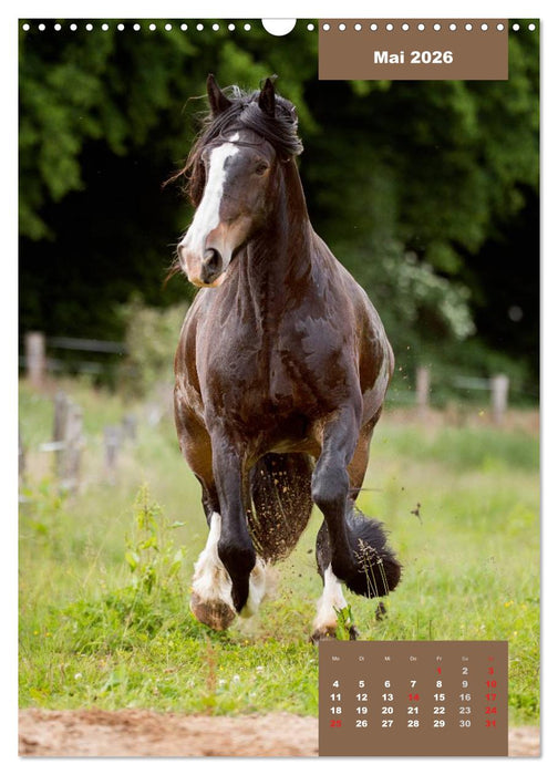 Pferdekalender (CALVENDO Wandkalender 2026)