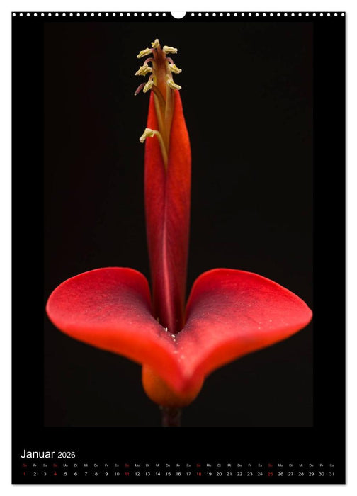 Poesie der Pflanzen (CALVENDO Premium Wandkalender 2026)