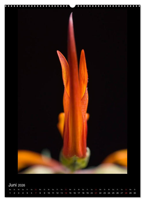 Poesie der Pflanzen (CALVENDO Premium Wandkalender 2026)