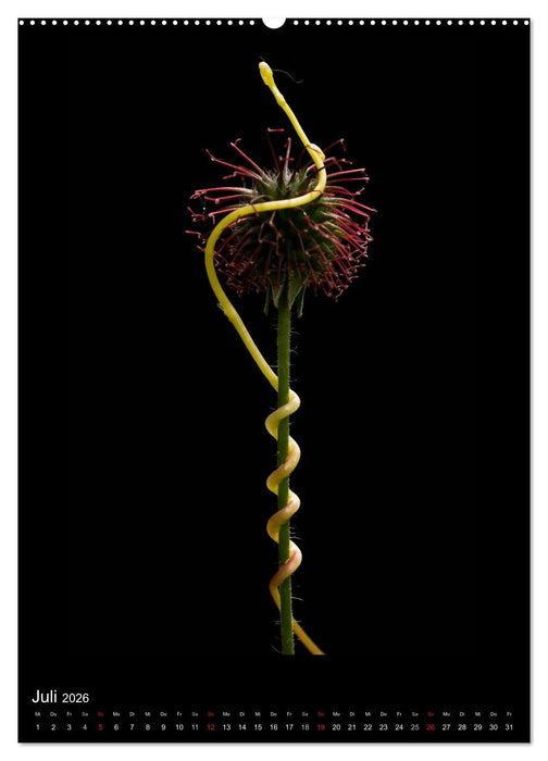 Poesie der Pflanzen (CALVENDO Premium Wandkalender 2026)