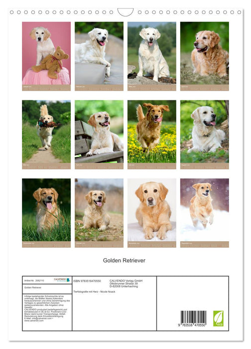 Golden Retriever (CALVENDO Wandkalender 2026)
