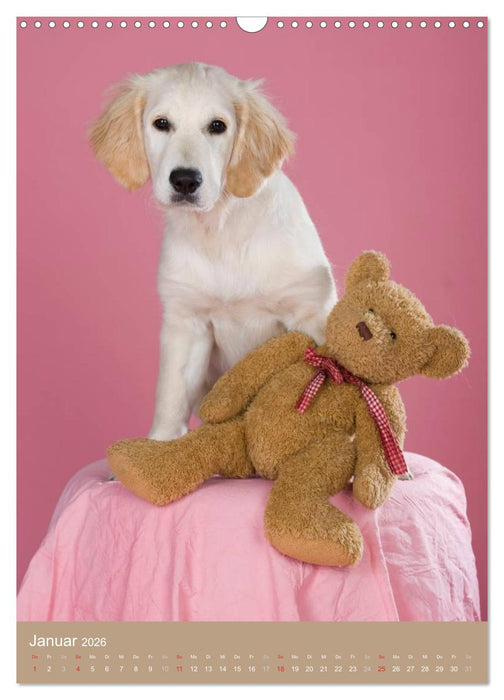 Golden Retriever (CALVENDO Wandkalender 2026)