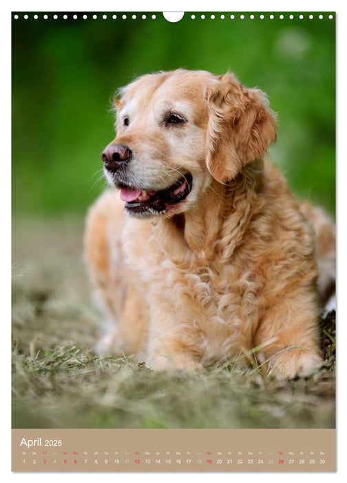 Golden Retriever (CALVENDO Wandkalender 2026)