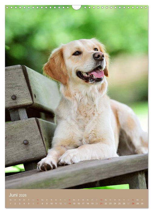 Golden Retriever (CALVENDO Wandkalender 2026)