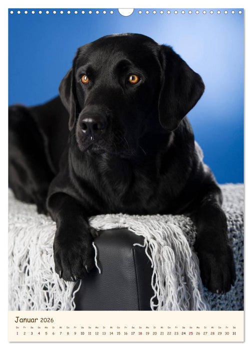 Labrador Retriever (CALVENDO Wandkalender 2026)