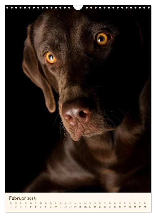 Labrador Retriever (CALVENDO Wandkalender 2026)
