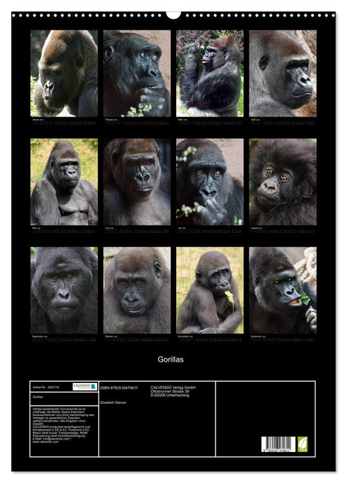 Gorillas (CALVENDO Wandkalender 2026)