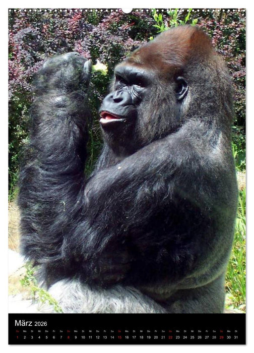 Gorillas (CALVENDO Wandkalender 2026)