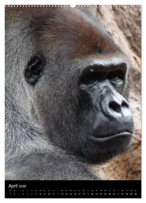 Gorillas (CALVENDO Wandkalender 2026)